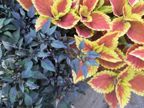 WIlderColor_PepperColeus