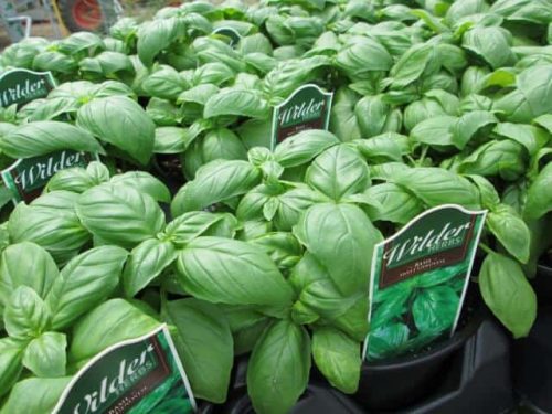 WilderHerb_Basil6in